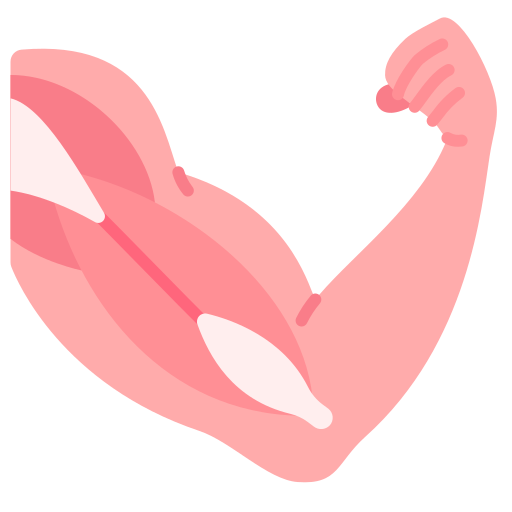 Muscles - Bones - Joints